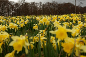Champs de narcisse jaune, “jonquille” (Narcissus pseudonarcissus), Sagnes-et-Goudoulet (Ardèche)