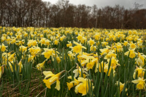 Champs de narcisse jaune, “jonquille” (Narcissus pseudonarcissus), Sagnes-et-Goudoulet (Ardèche)