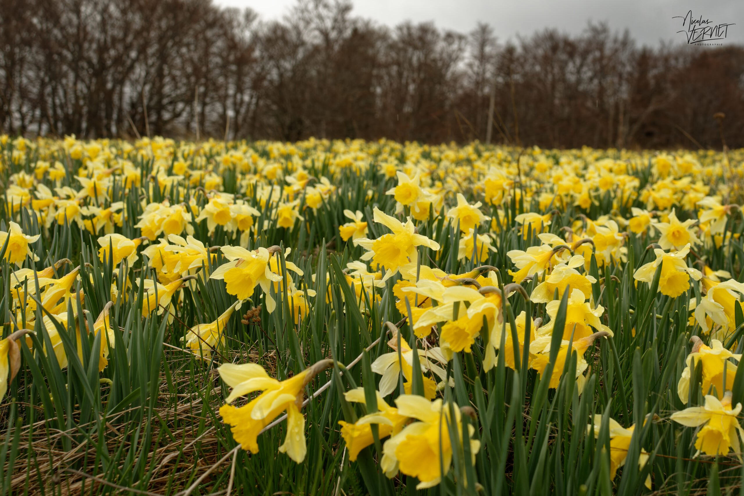 Champs de narcisse jaune, “jonquille” (Narcissus pseudonarcissus), Sagnes-et-Goudoulet (Ardèche)