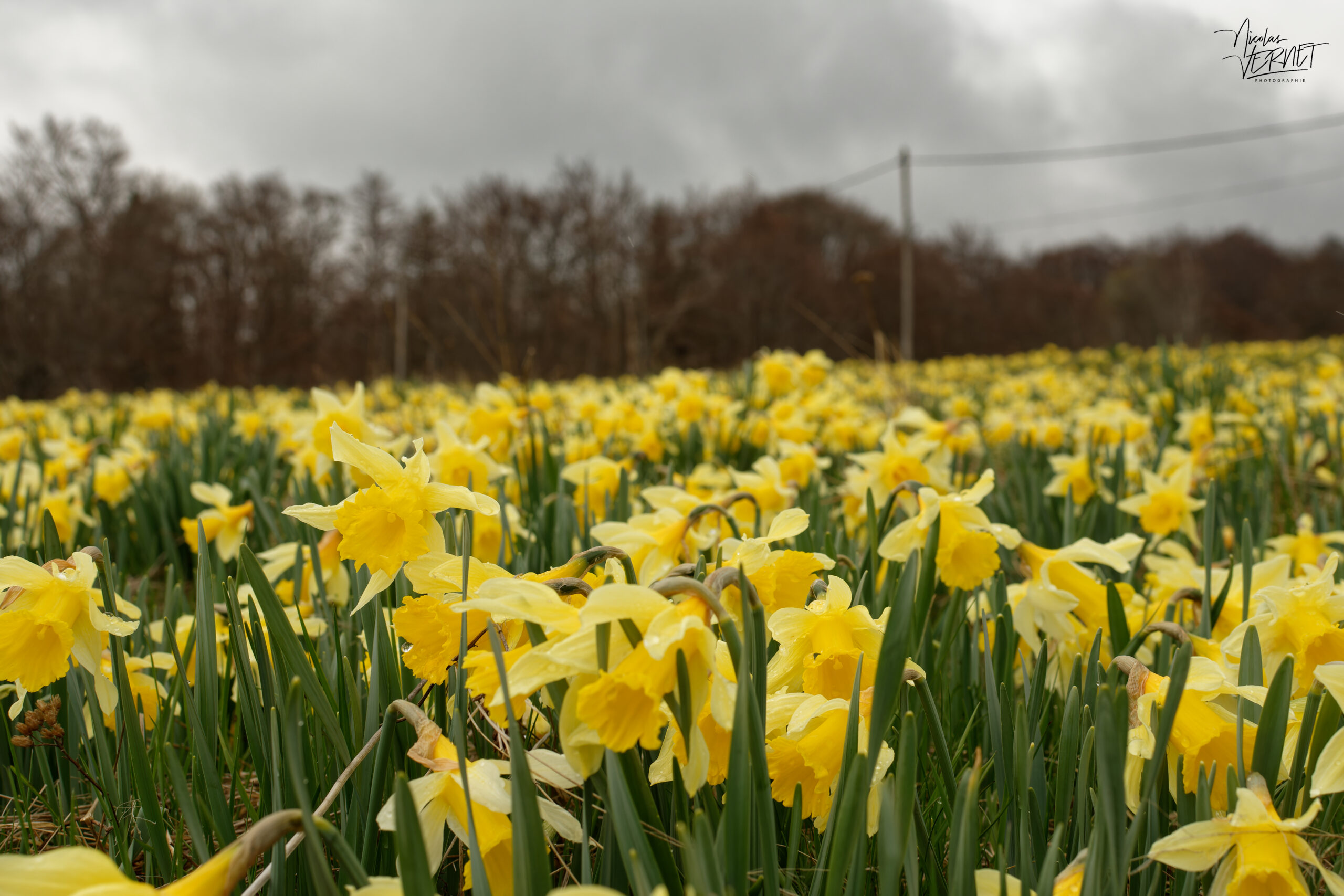 Champs de narcisse jaune, “jonquille” (Narcissus pseudonarcissus), Sagnes-et-Goudoulet (Ardèche)