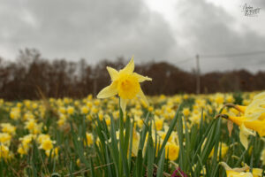 Rosée sur un narcisse jaune, “jonquille” (Narcissus pseudonarcissus), Sagnes-et-Goudoulet (Ardèche)