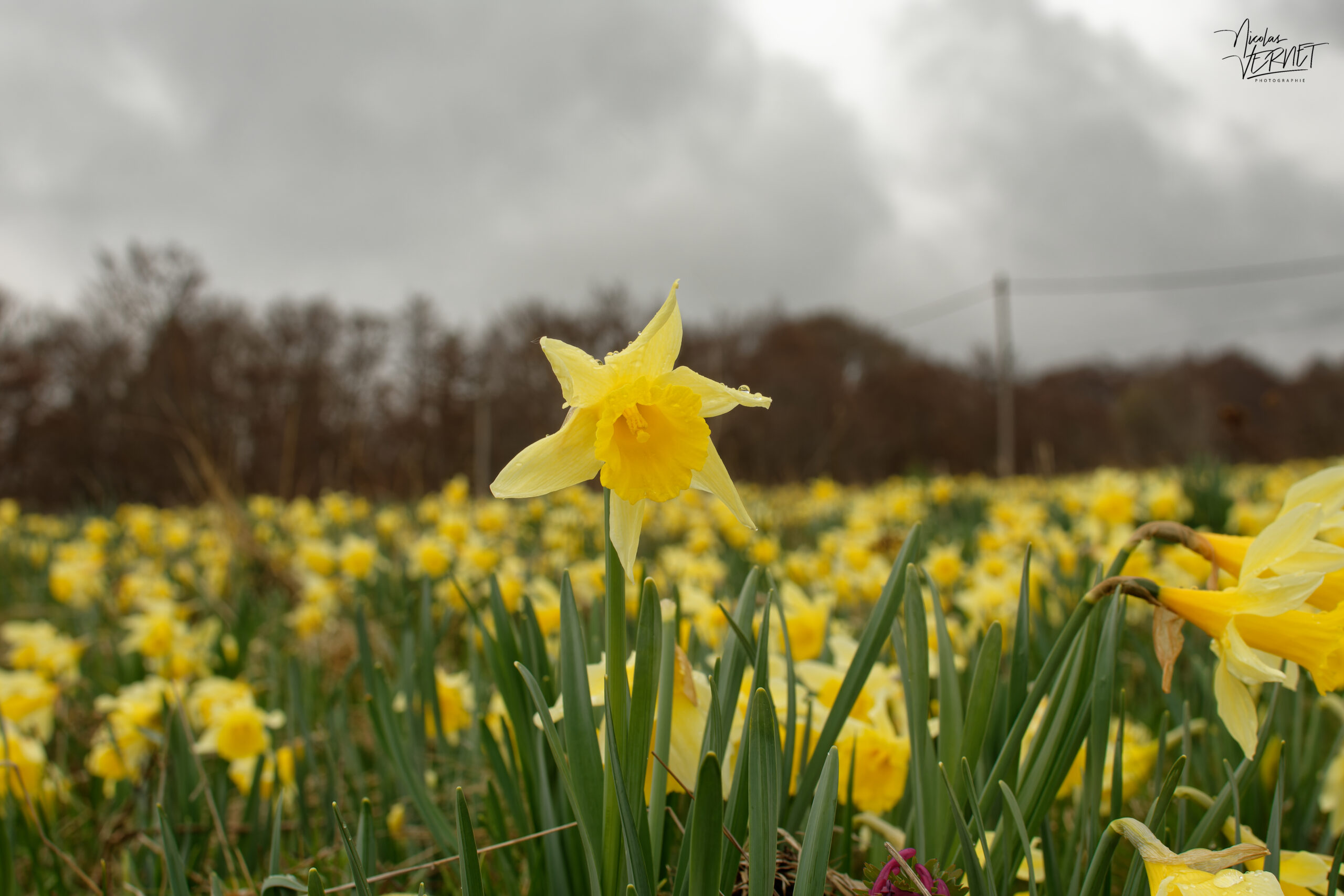 Rosée sur un narcisse jaune, “jonquille” (Narcissus pseudonarcissus), Sagnes-et-Goudoulet (Ardèche)