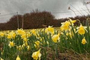 Champs de narcisse jaune, “jonquille” (Narcissus pseudonarcissus), Sagnes-et-Goudoulet (Ardèche)