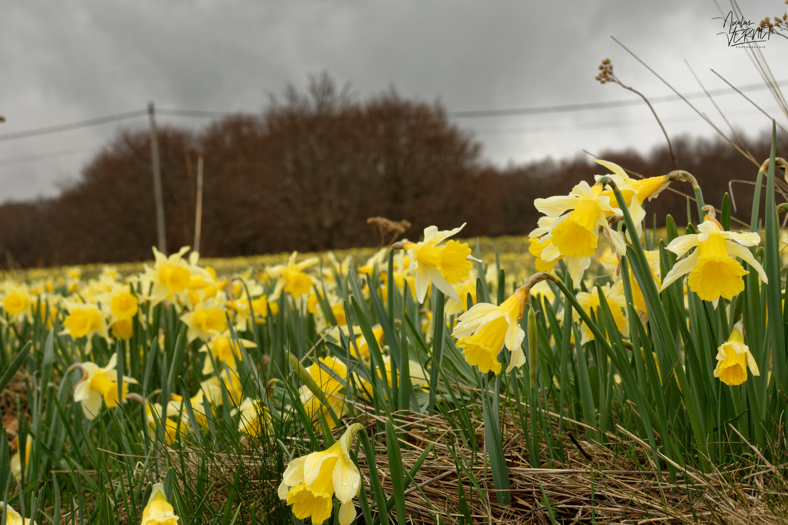 Champs de narcisse jaune, “jonquille” (Narcissus pseudonarcissus), Sagnes-et-Goudoulet (Ardèche)