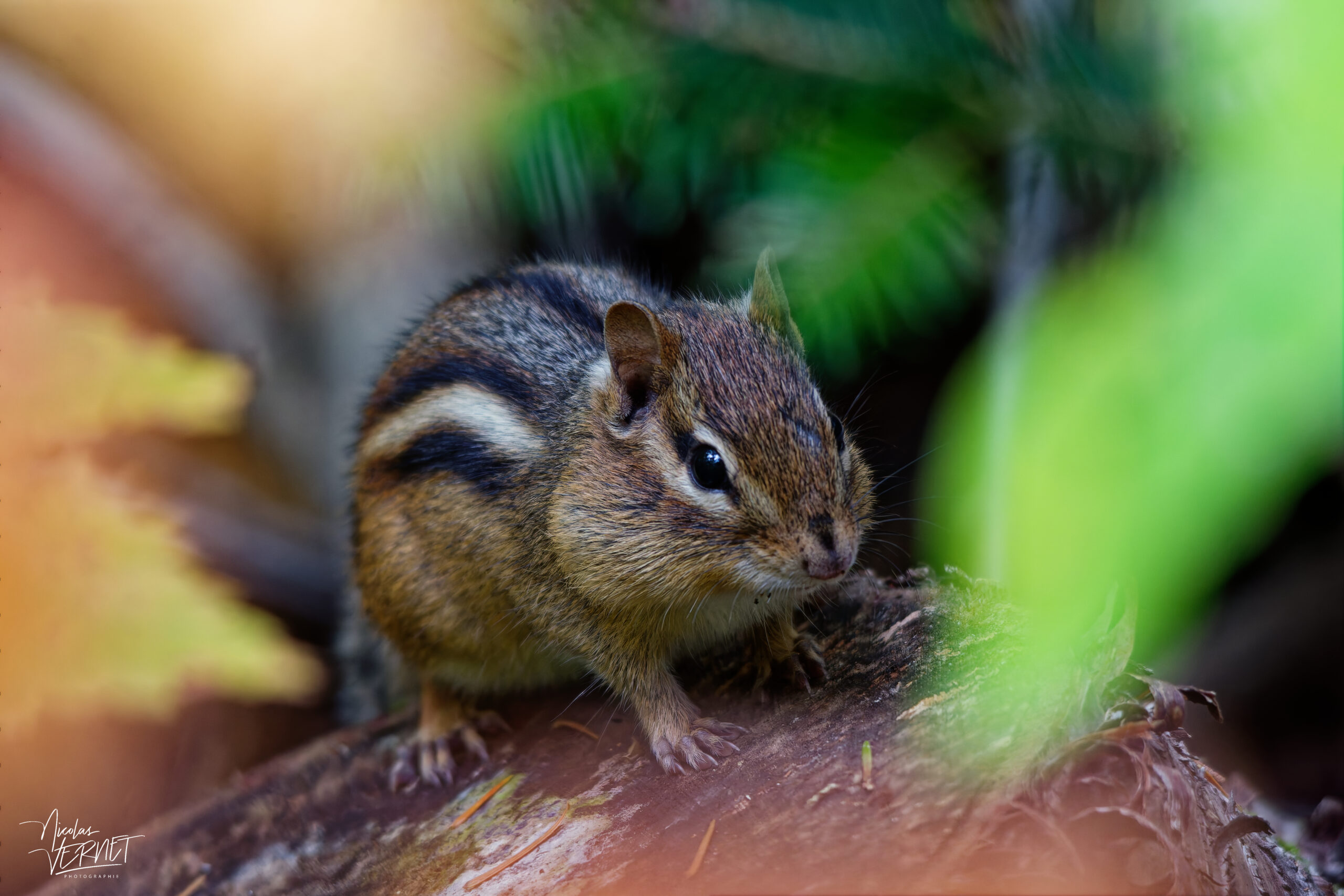 Tamia rayé (Tamias striatus) en pleine récolte sur un tronc d'arbre, parc national Forillon, La Côte-de-Gaspé, Canada