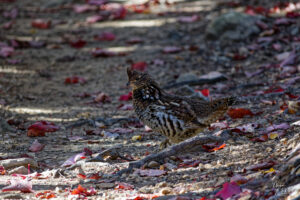 Gélinotte huppée (Bonasa umbellus) sur un sentier jonché de feuilles d'automne, parc national Forillon, La Côte-de-Gaspé, Canada