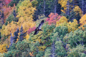 Pygargue à tête blanche juvénile (Haliaeetus leucocephalus) survolant une forêt aux couleurs d'automne au belvédère du Cap Bon-Ami, La Côte-de-Gaspé, Canada