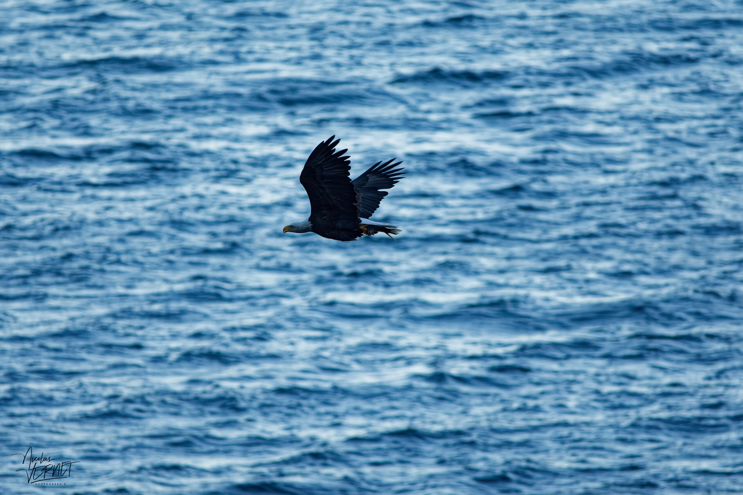 Pygargue à tête blanche adulte (Haliaeetus leucocephalus) survolant l'océan avec sa proie au belvédère du Cap Bon-Ami, La Côte-de-Gaspé, Canada