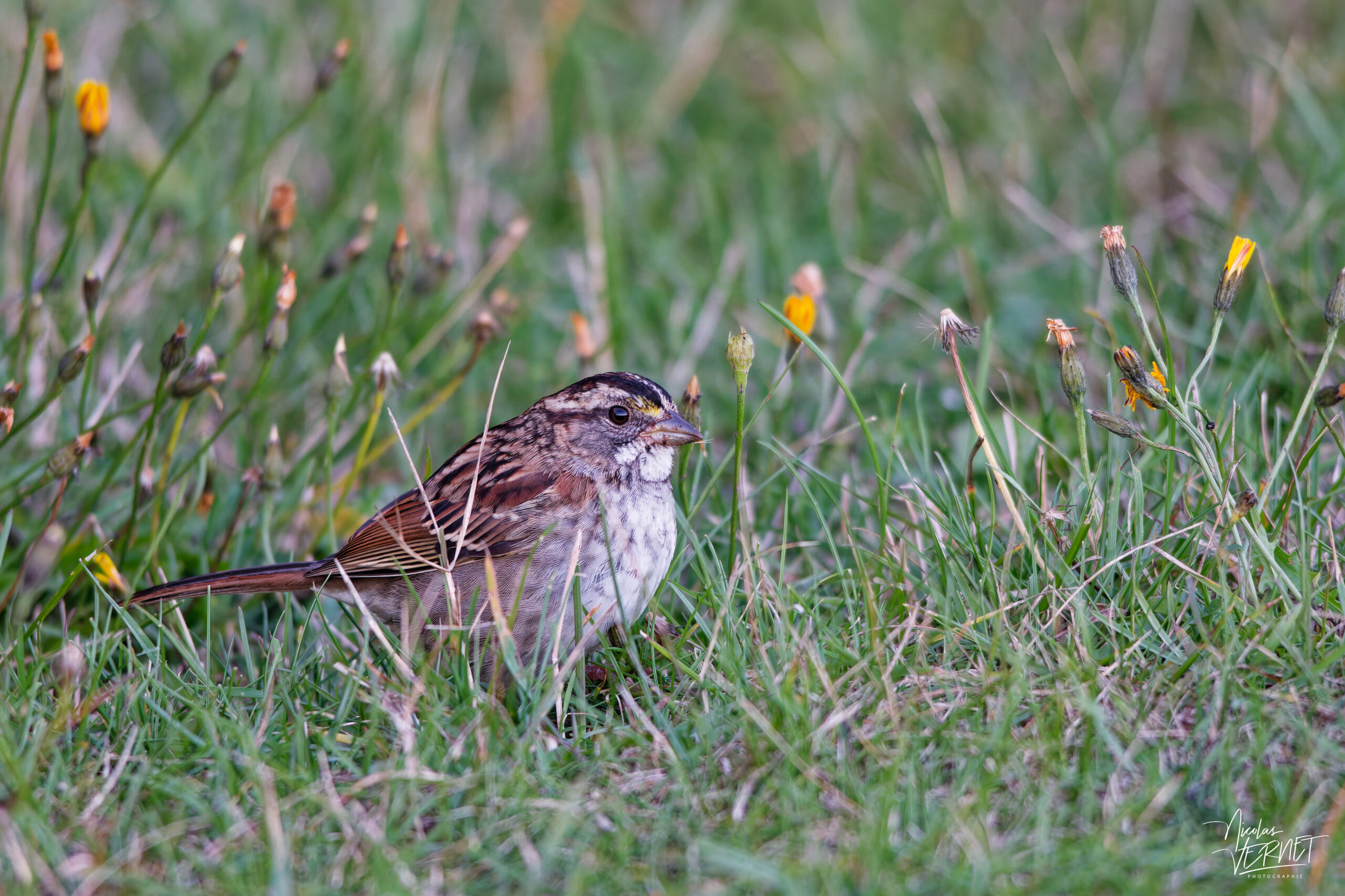Bruant à gorge blanche (Zonotrichia albicollis) dans l'herbe, La Côte-de-Gaspé, Canada