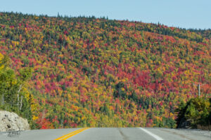 Route face à une colline aux couleurs d'automne, Montée Laurencelle, Gaspé, Canada