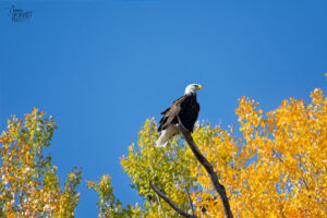 Pygargue à tête blanche adulte (Haliaeetus leucocephalus) perché au-dessus des feuillages dorés d'automne, Grand-Étang, La Côte-de-Gaspé, Canada