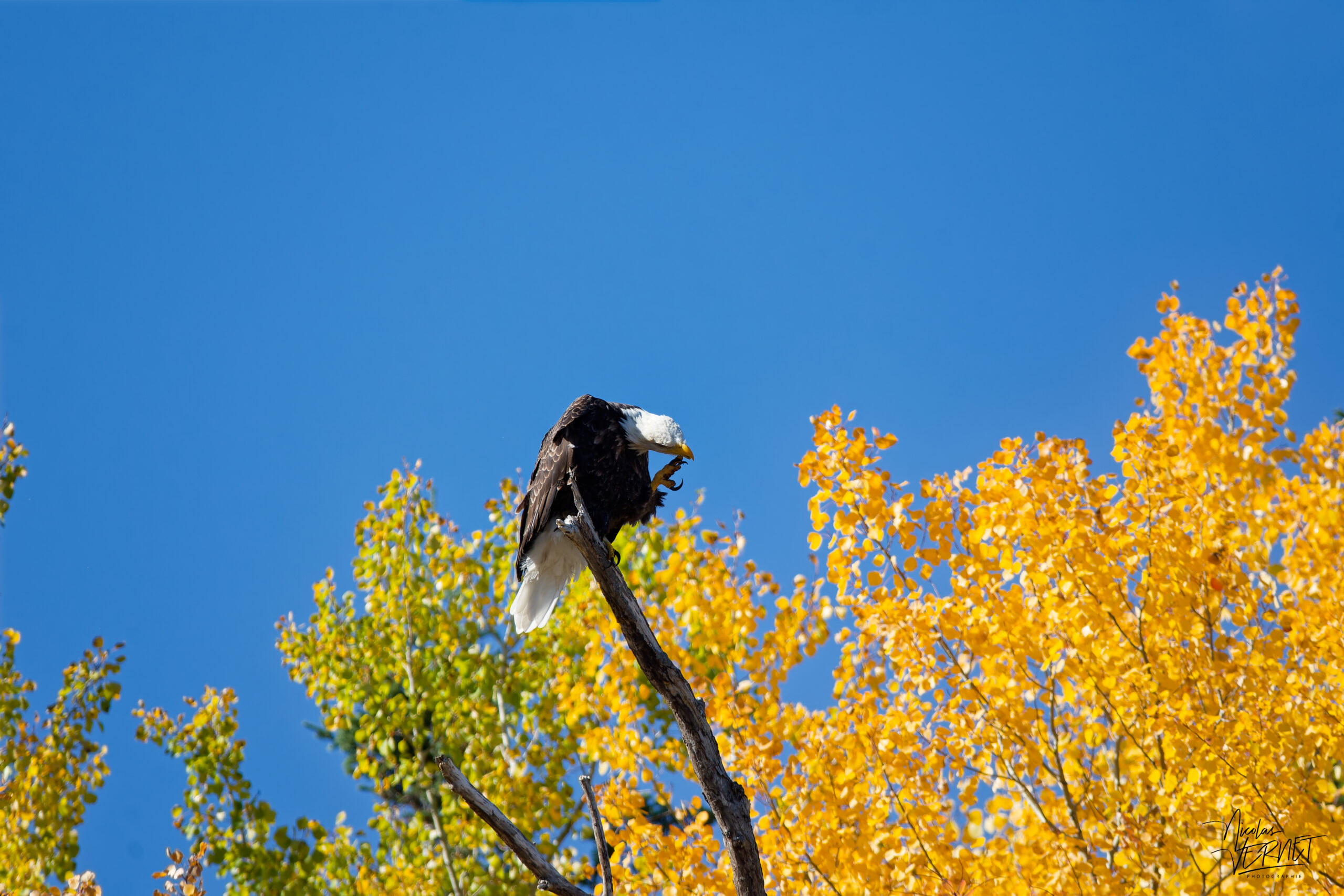 Pygargue à tête blanche adulte (Haliaeetus leucocephalus) perché au-dessus des feuillages dorés d'automne, Grand-Étang, La Côte-de-Gaspé, Canada