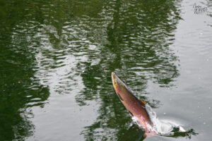 Saumon atlantique (Salmo salar) bondissant hors de l'eau, Grand-Fosse, Sainte-Anne-des-Monts, Canada