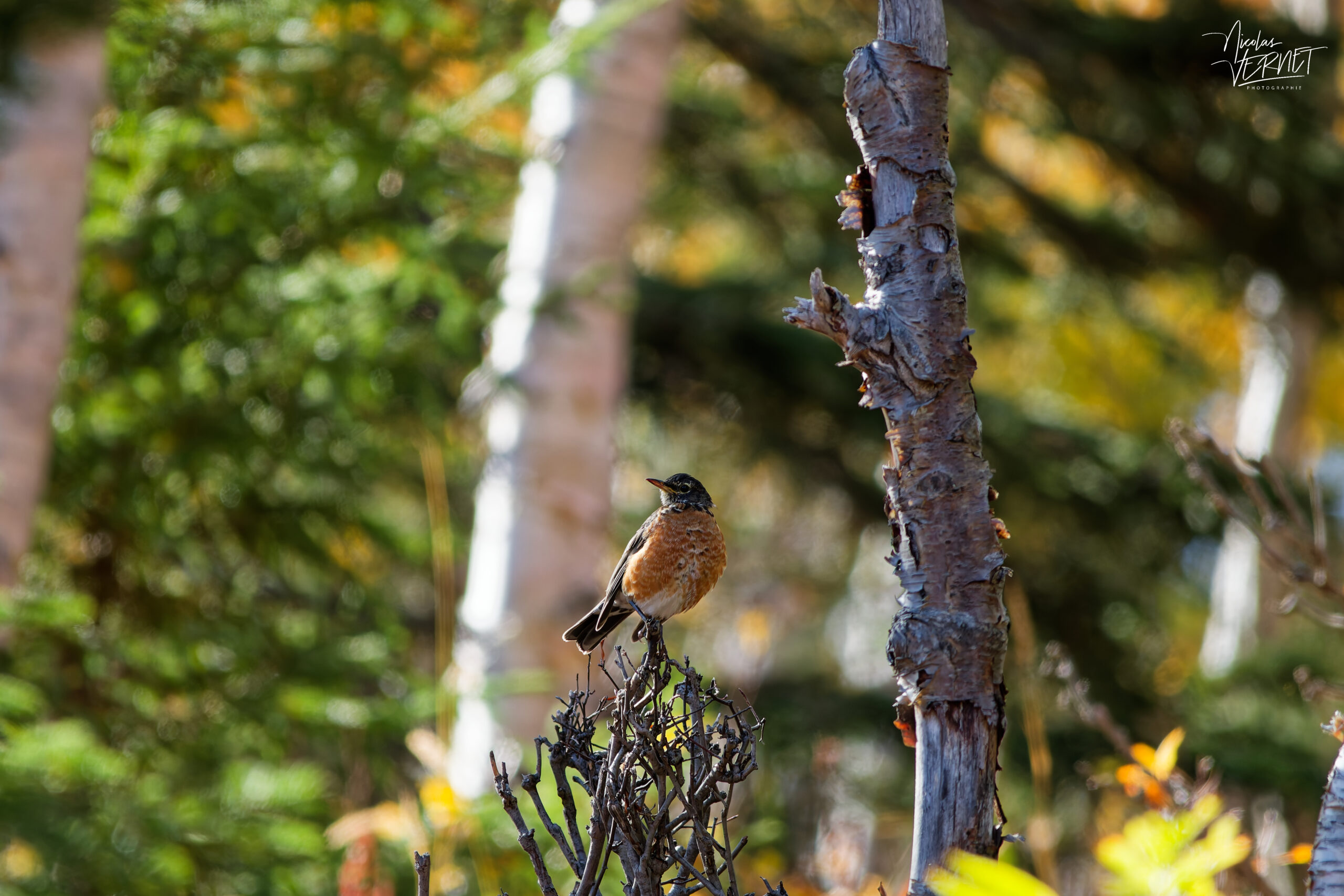 Merle d'Amérique (Turdus migratorius) perché sur un buisson sec, parc national de la Gaspésie, Mont Ernest-Laforce, Le Gîte-du-Mont-Albert, Canada