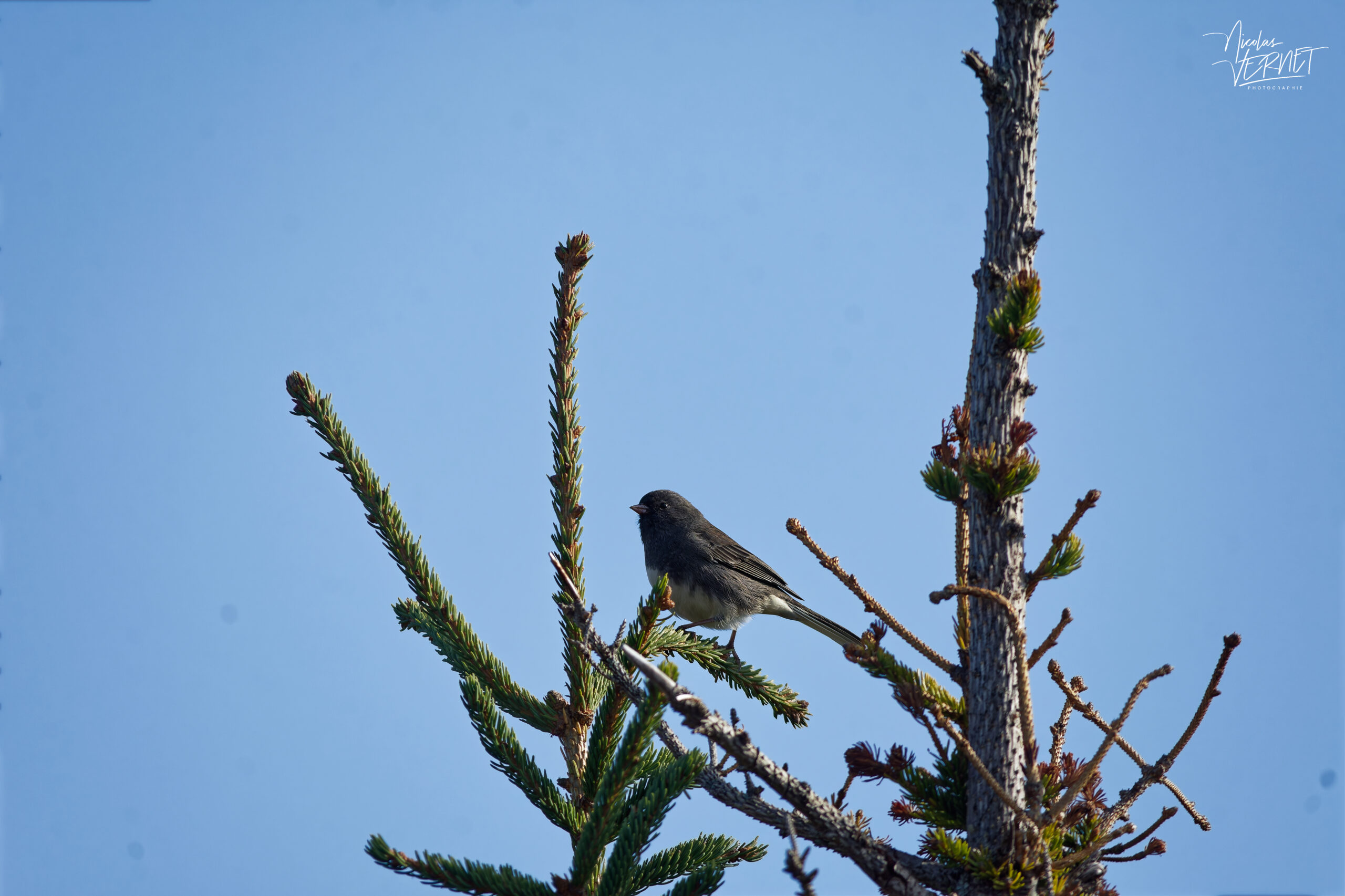 Junco ardoisé (Junco hyemalis) perché sur un conifère, parc national de la Gaspésie, Mont Ernest-Laforce, Le Gîte-du-Mont-Albert, Canada