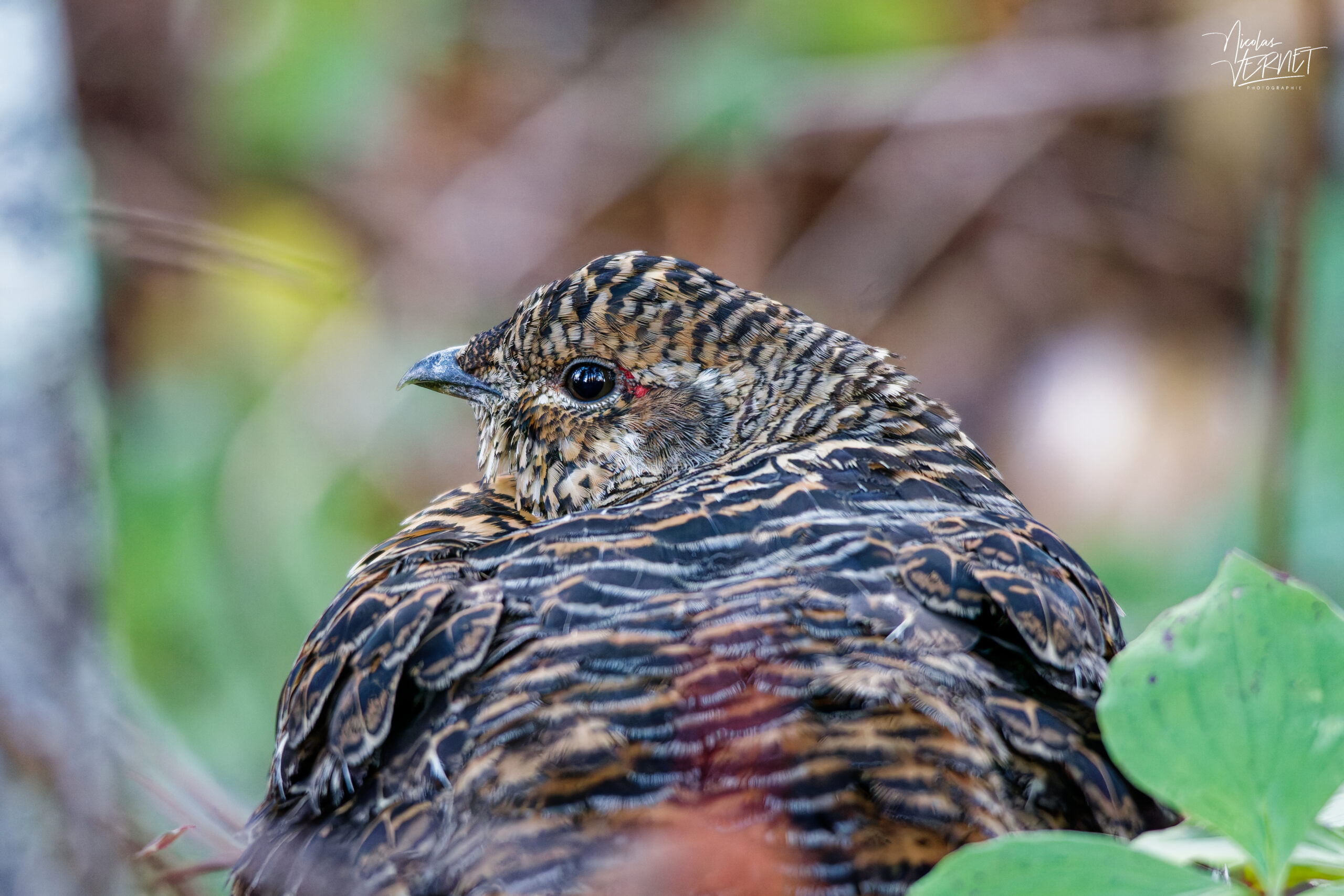 Tétras du Canada femelle (Canachites canadensis) dans la forêt, parc national de la Gaspésie, Mont Ernest-Laforce, Le Gîte-du-Mont-Albert, Canada