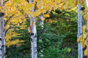 Merle d'Amérique (Turdus migratorius) perché sur un conifère, parc national de la Gaspésie, Mont Ernest-Laforce, Le Gîte-du-Mont-Albert, Canada