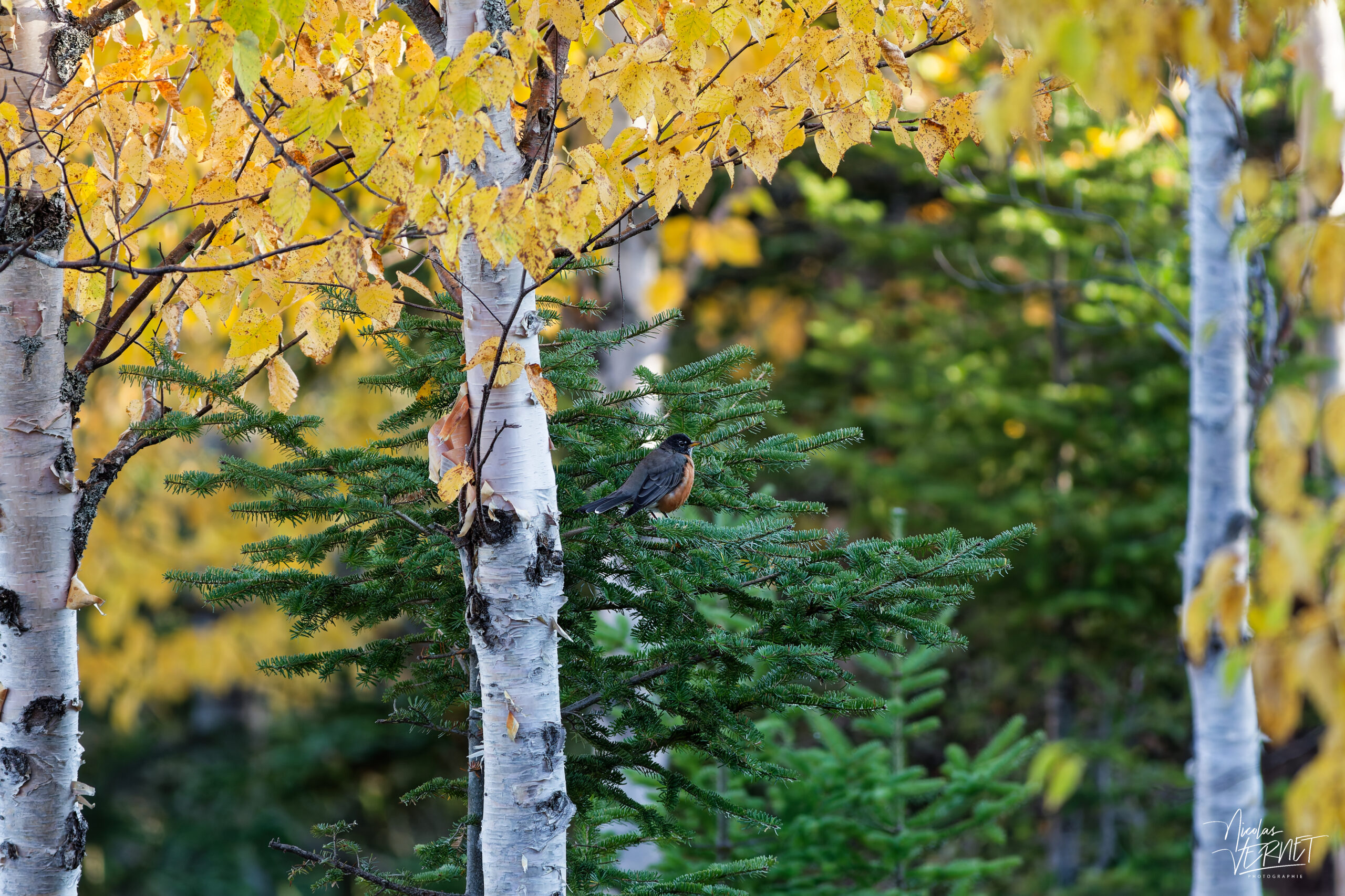Merle d'Amérique (Turdus migratorius) perché sur un conifère, parc national de la Gaspésie, Mont Ernest-Laforce, Le Gîte-du-Mont-Albert, Canada