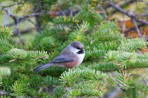 Mésange à tête brune (Poecile hudsonicus) perchée sur un conifère, parc national de la Gaspésie, Mont Ernest-Laforce, Le Gîte-du-Mont-Albert, Canada