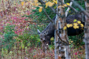 Orignal femelle (Alces alces) mangeant dans la forêt à l'automne, parc national de la Gaspésie, Mont Ernest-Laforce, Le Gîte-du-Mont-Albert, Canada