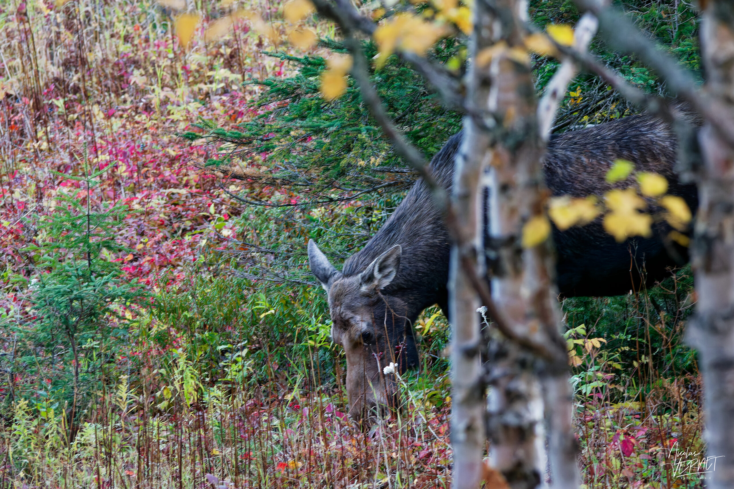 Orignal femelle (Alces alces) mangeant dans la forêt à l'automne, parc national de la Gaspésie, Mont Ernest-Laforce, Le Gîte-du-Mont-Albert, Canada