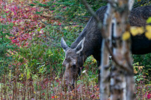 Orignal femelle (Alces alces) mangeant dans la forêt à l'automne, parc national de la Gaspésie, Mont Ernest-Laforce, Le Gîte-du-Mont-Albert, Canada