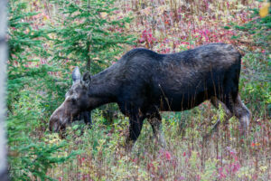 Orignal femelle (Alces alces) marchant dans la forêt à l'automne, parc national de la Gaspésie, Mont Ernest-Laforce, Le Gîte-du-Mont-Albert, Canada
