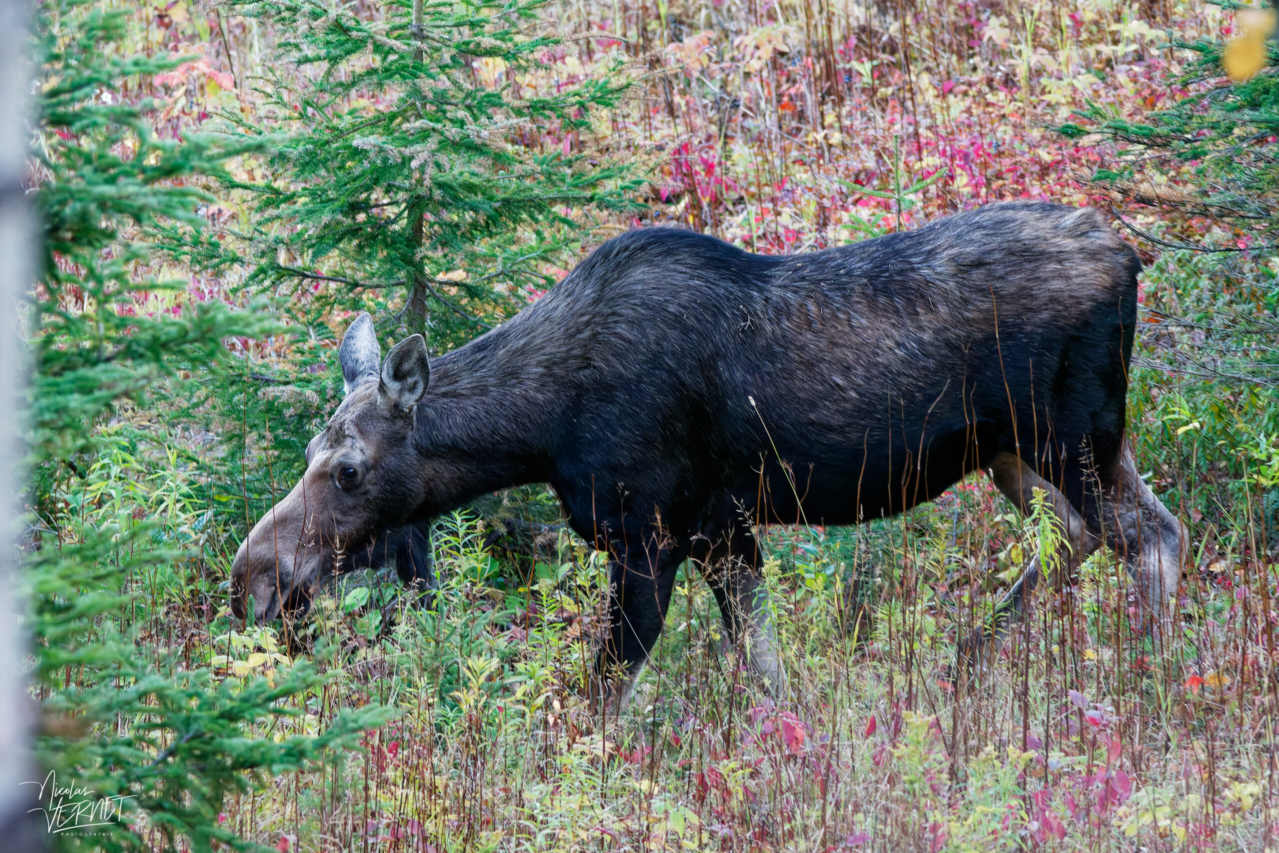 Orignal femelle (Alces alces) marchant dans la forêt à l'automne, parc national de la Gaspésie, Mont Ernest-Laforce, Le Gîte-du-Mont-Albert, Canada