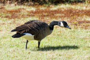 Bernache du Canada (Branta canadensis), Saint-Alexis-des-Monts, Canada