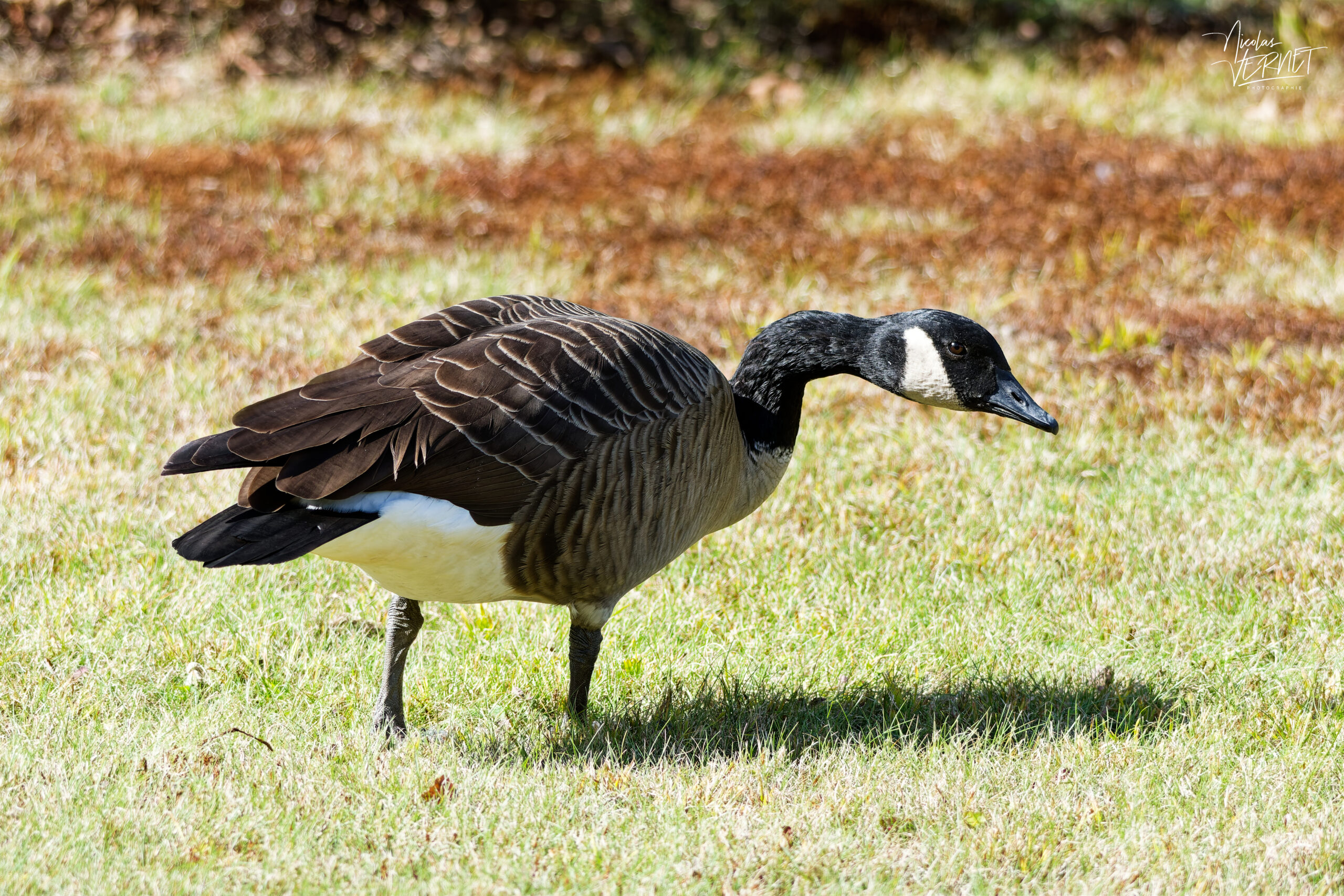 Bernache du Canada (Branta canadensis), Saint-Alexis-des-Monts, Canada