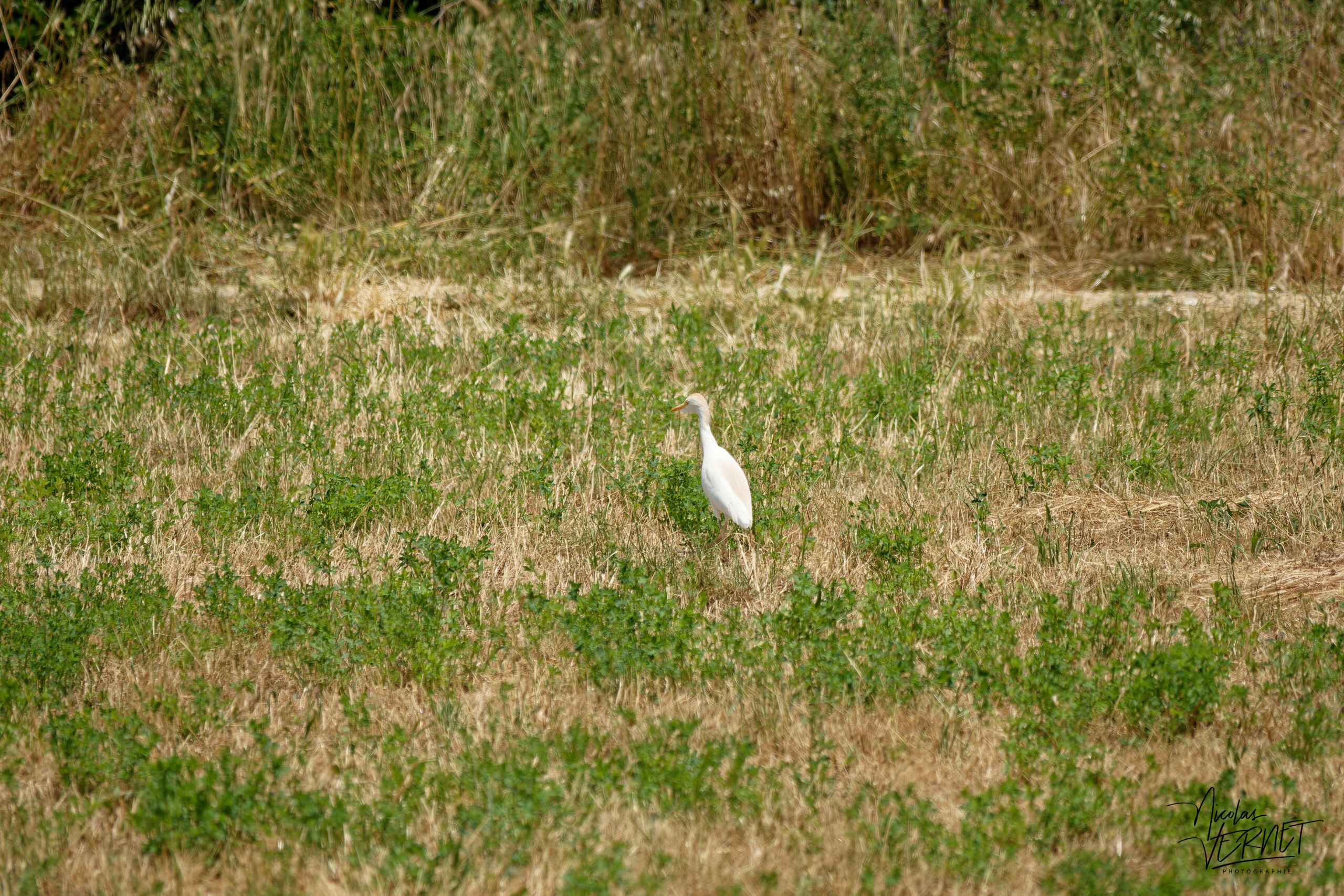 Grande Aigrette (Ardea alba), Montélimar (Drôme)
