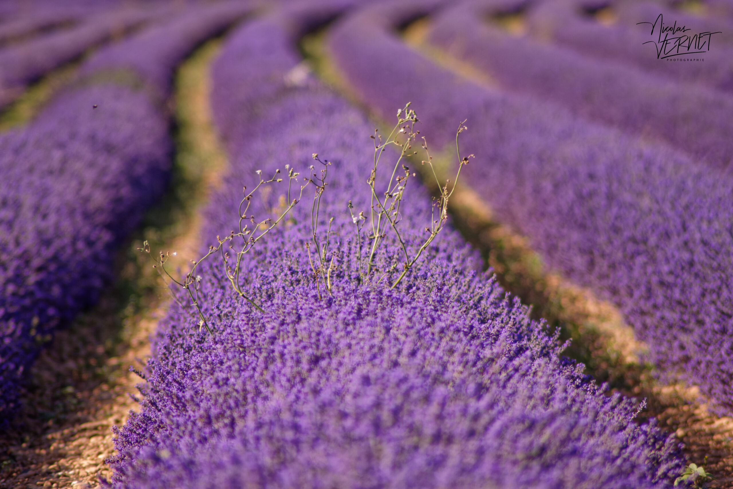 Champs de lavandin en fleurs, Montélimar (Drôme)