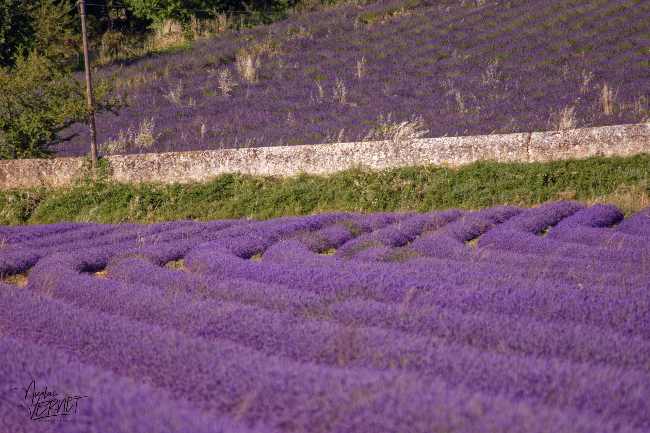 Champs de lavandin en fleurs, Montélimar (Drôme)