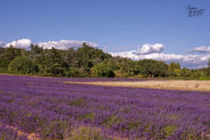 Champs de lavandin en fleurs, Montélimar (Drôme)