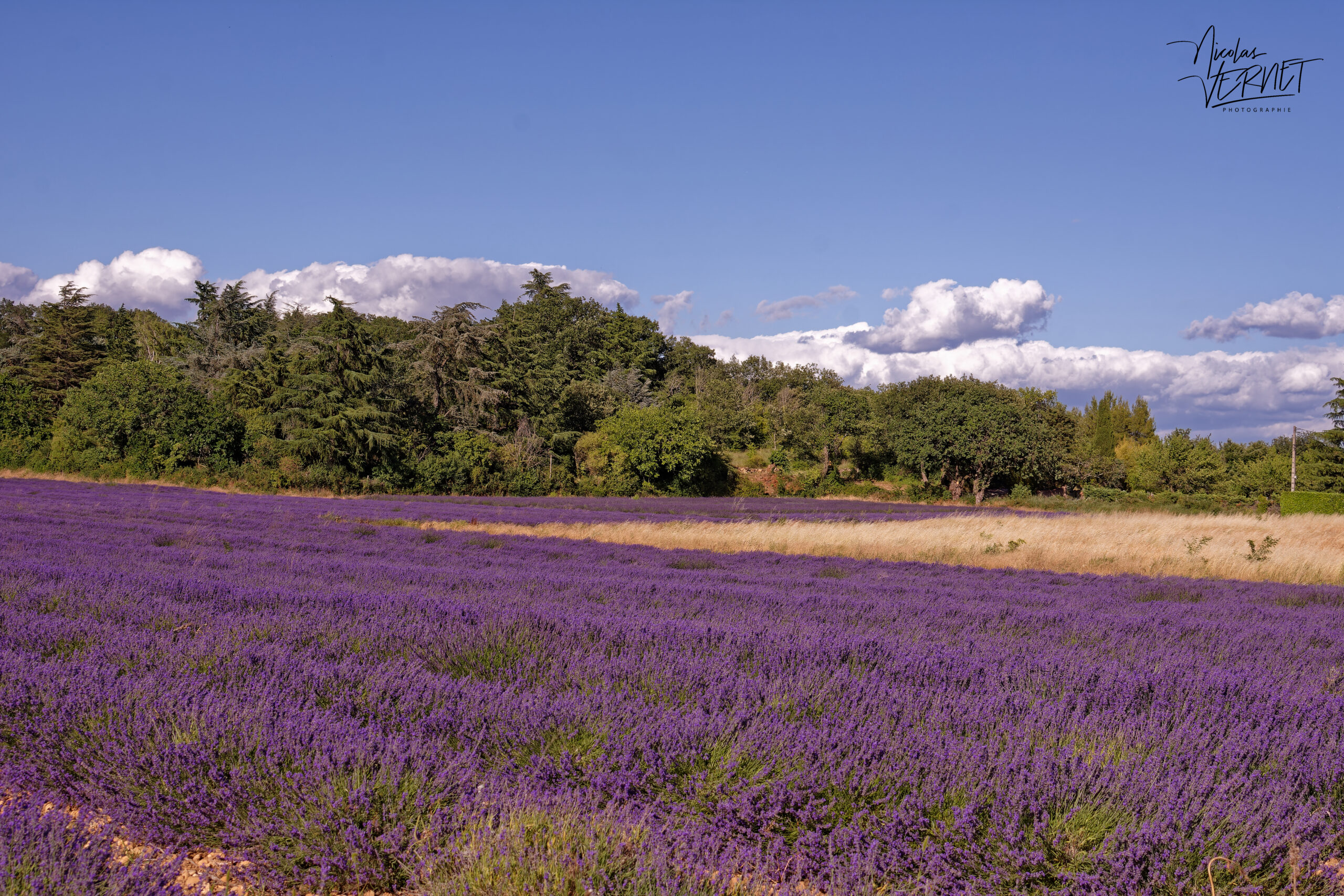 Champs de lavandin en fleurs, Montélimar (Drôme)