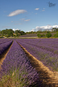 Champs de lavandin en fleurs, Montélimar (Drôme)