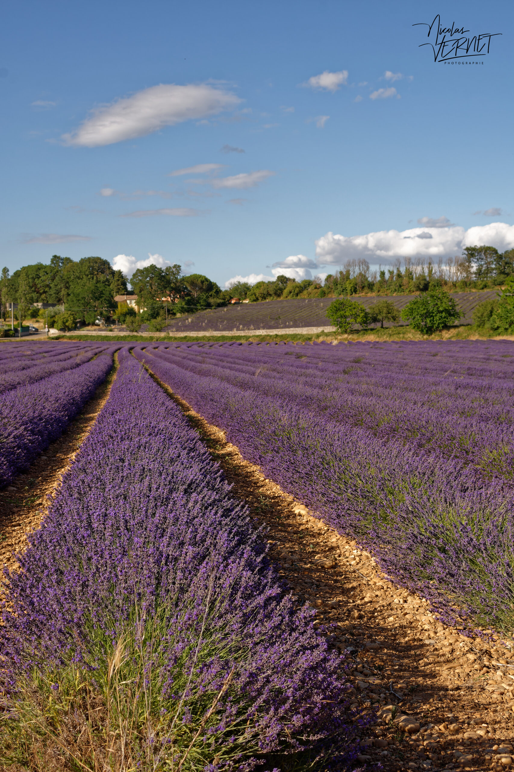 Champs de lavandin en fleurs, Montélimar (Drôme)
