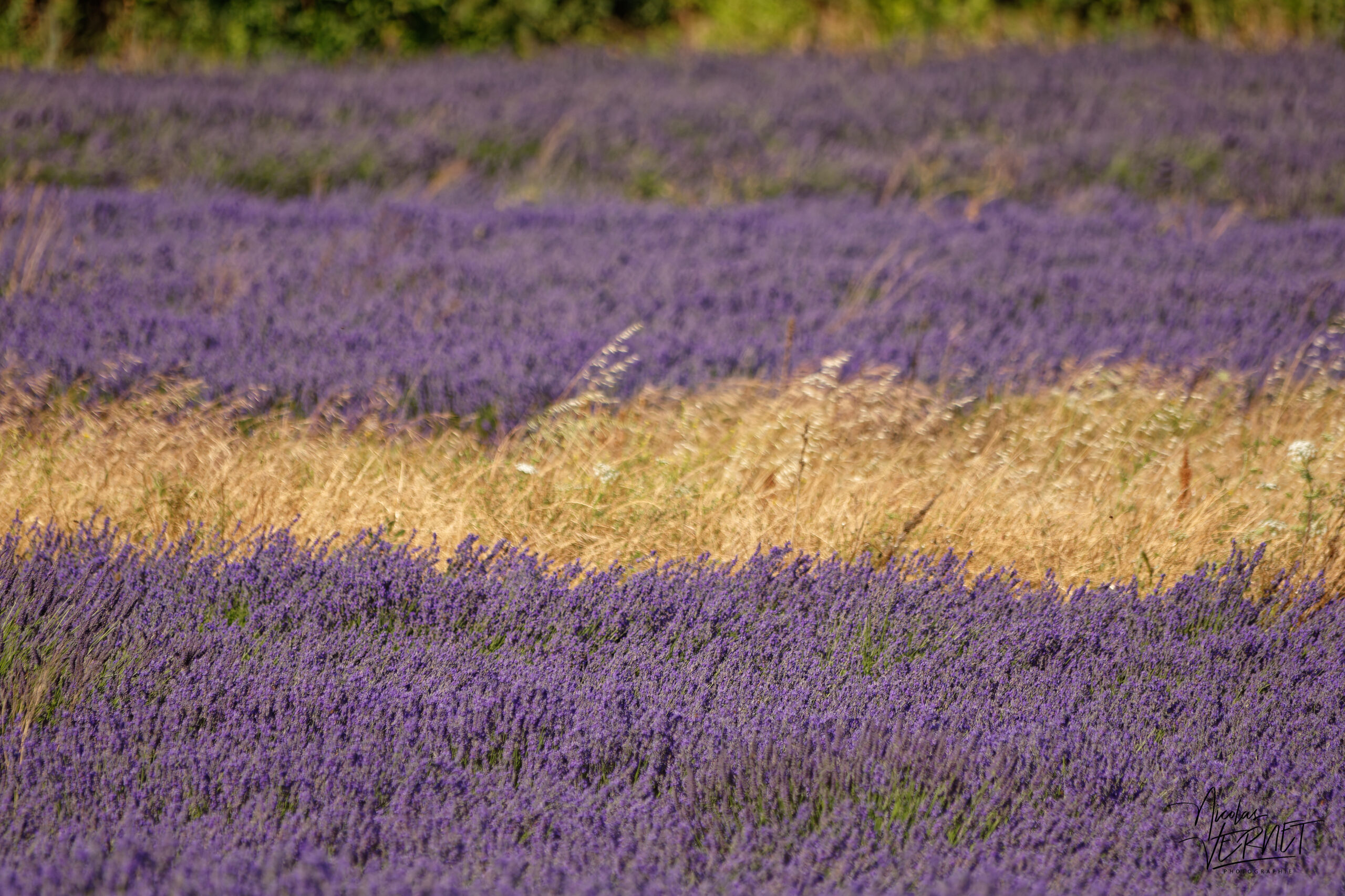 Champs de lavandin en fleurs, Montélimar (Drôme)