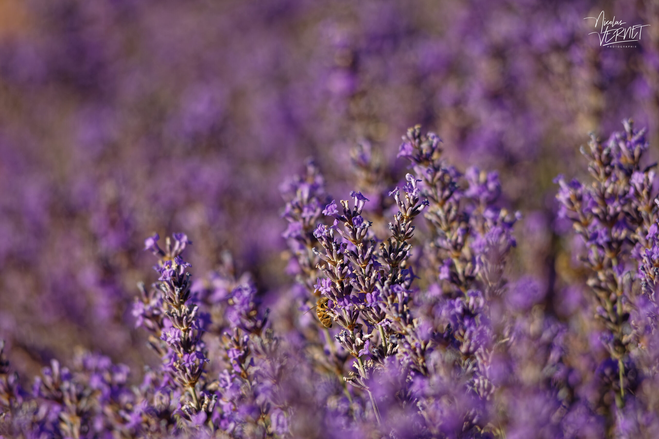 Une abeille sur du lavandin en fleurs, Montélimar (Drôme)