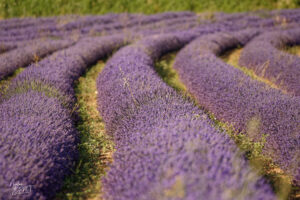 Champs de lavandin en fleurs, Montélimar (Drôme)