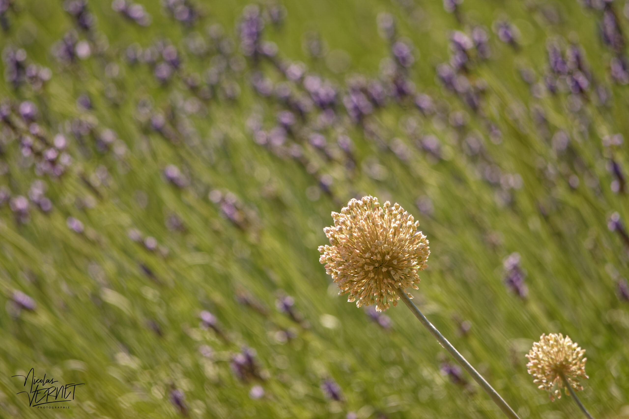 Allium sauvage dans un champs de lavandin, Montélimar (Drôme)
