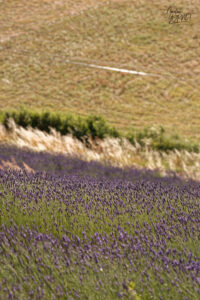 Champs de lavandin en fleurs, Montélimar (Drôme)