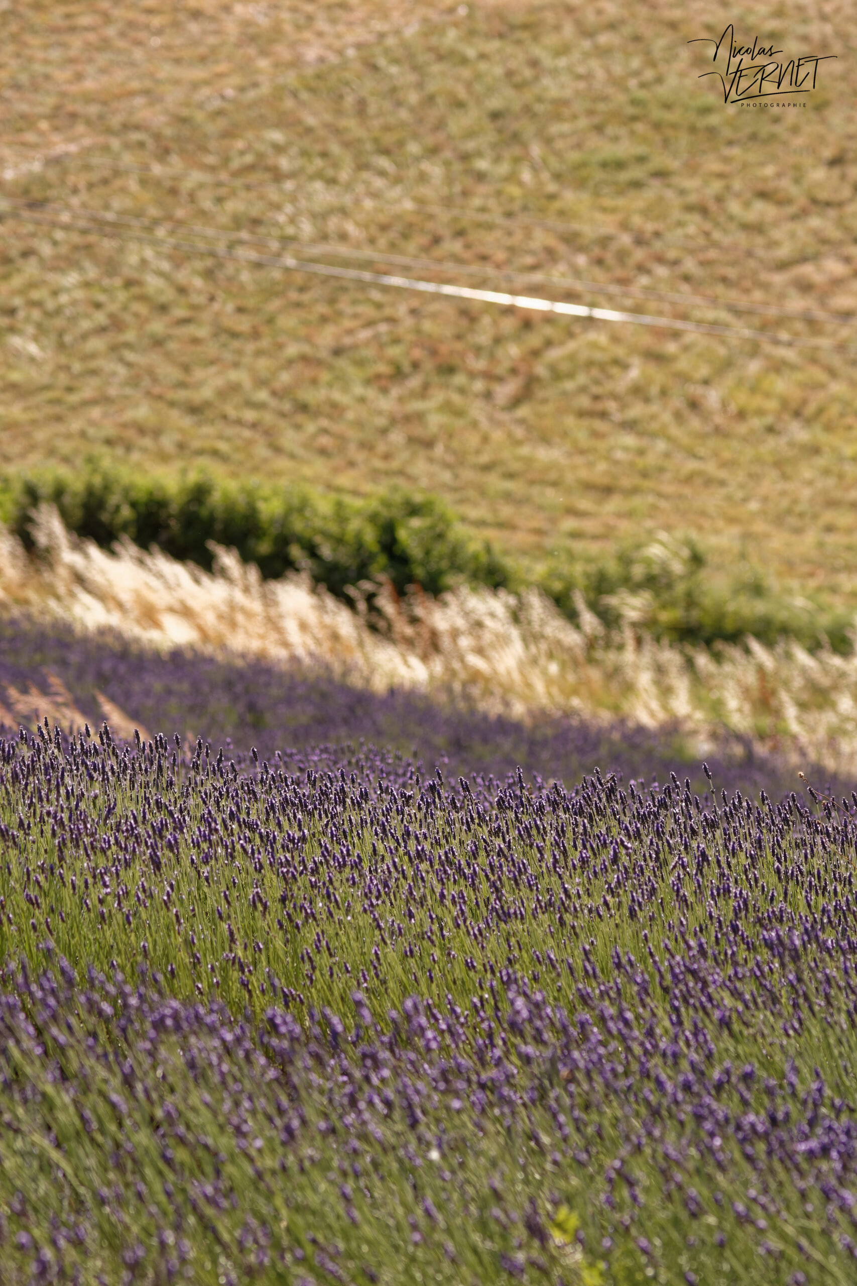Champs de lavandin en fleurs, Montélimar (Drôme)