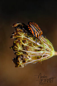 Graphosome d'Italie ou Punaise arlequin (Graphosoma italicum), Sainte-Fortunade (Corrèze)