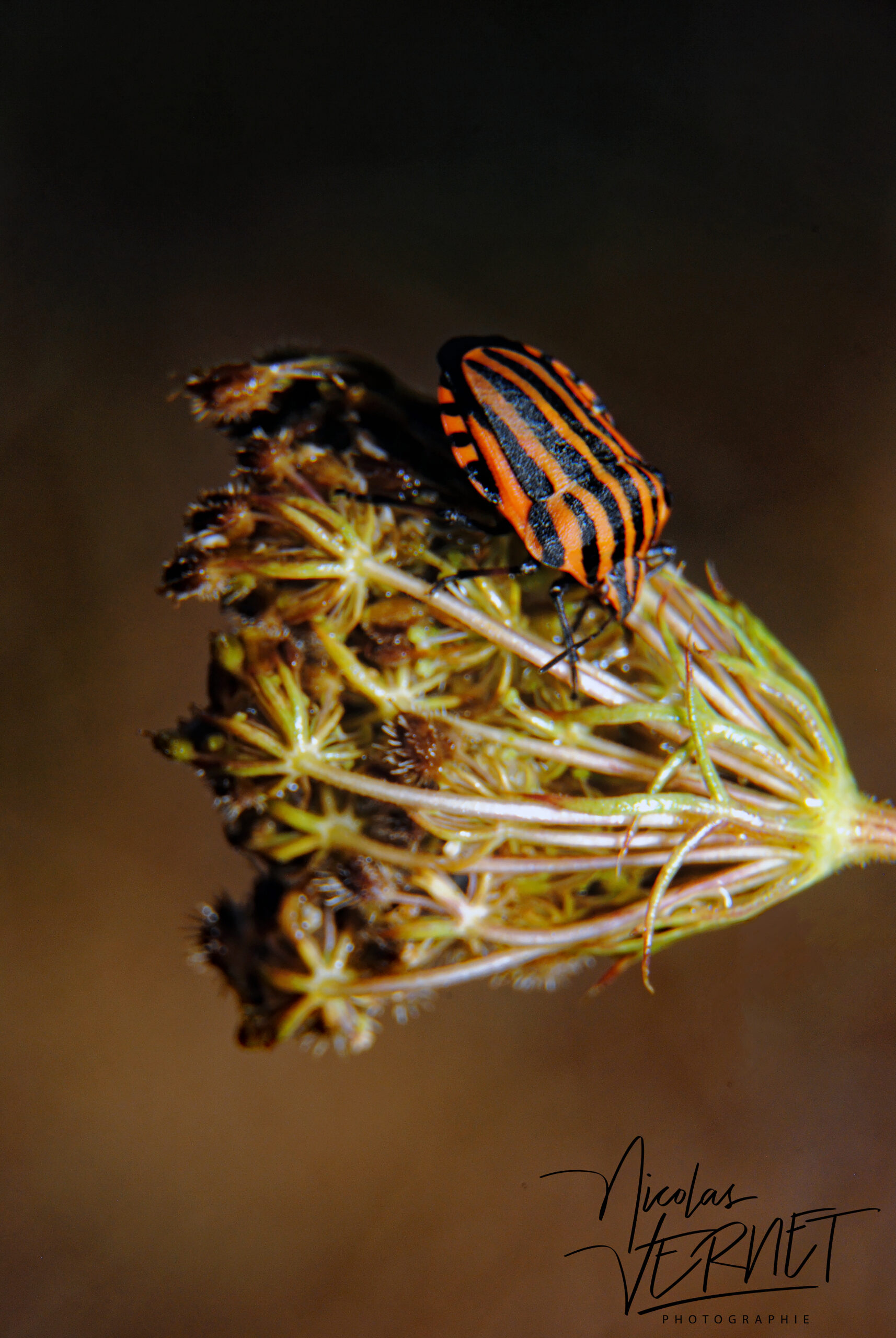 Graphosome d'Italie ou Punaise arlequin (Graphosoma italicum), Sainte-Fortunade (Corrèze)