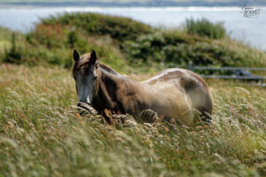Poney Connemara, Doolin, Co. Clare, Irlande