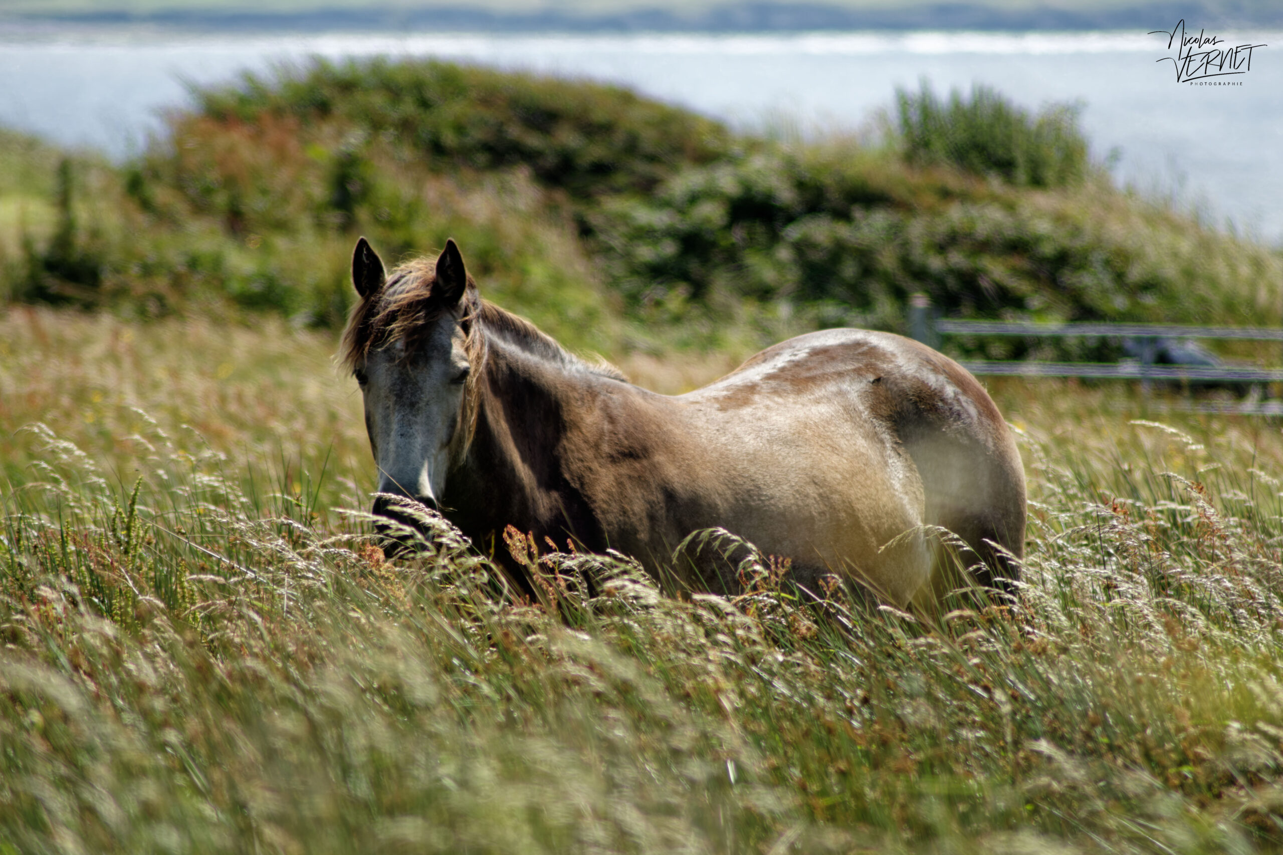 Poney Connemara, Doolin, Co. Clare, Irlande
