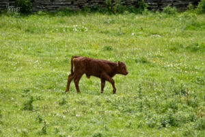 Veau de race Aberdeen Angus (rouge), Kilconnell, Co. Clare, Irlande