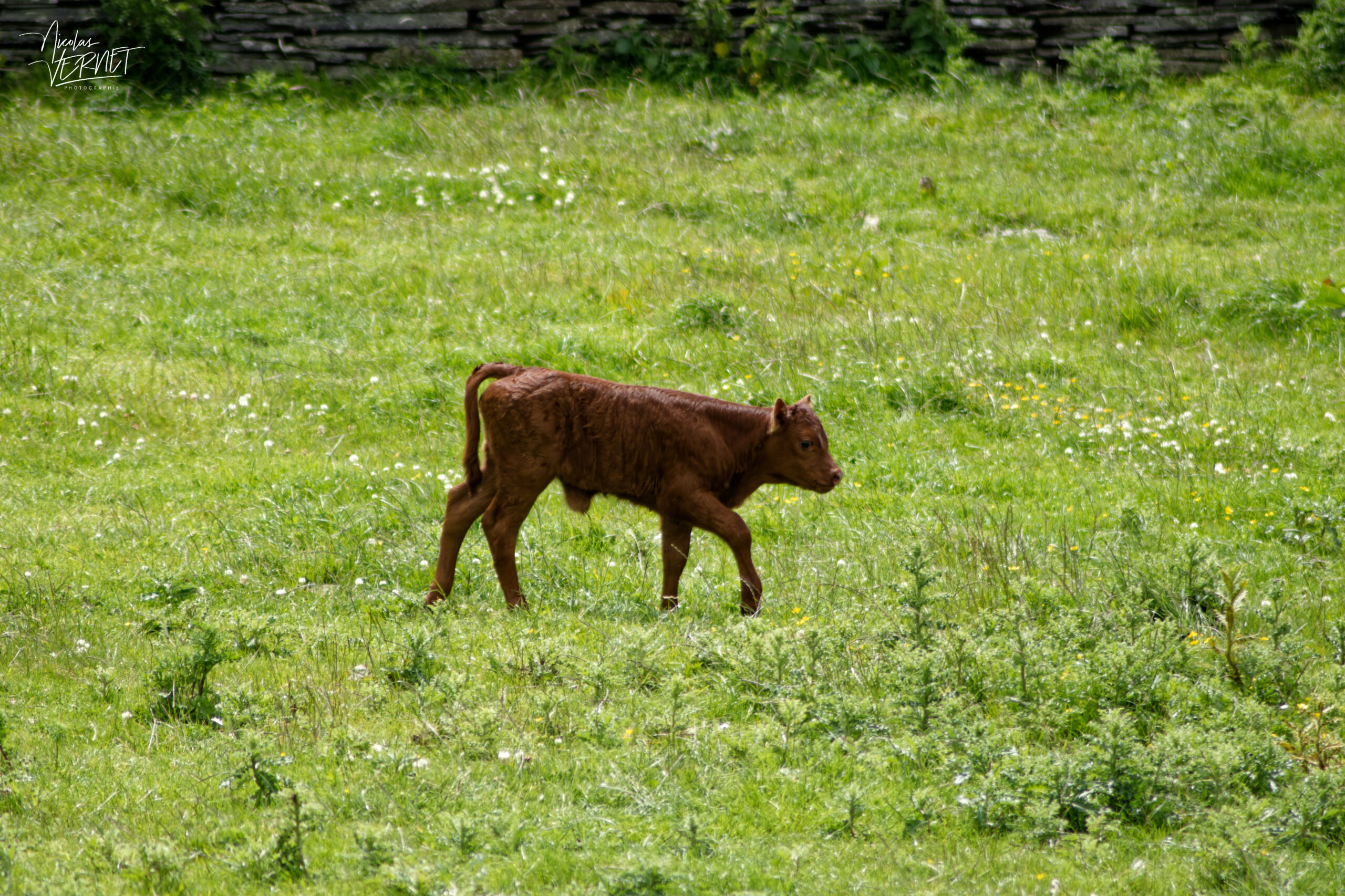 Veau de race Aberdeen Angus (rouge), Kilconnell, Co. Clare, Irlande