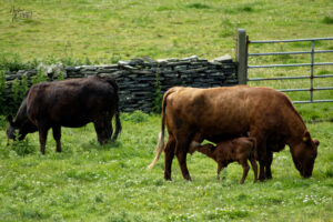 Vaches et veau de race Aberdeen Angus (rouge et noire), Kilconnell, Co. Clare, Irlande